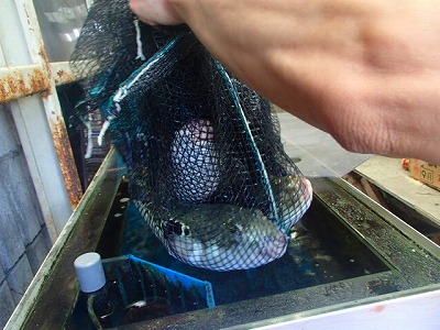 s-PA022035