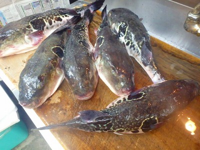 s-P4010285