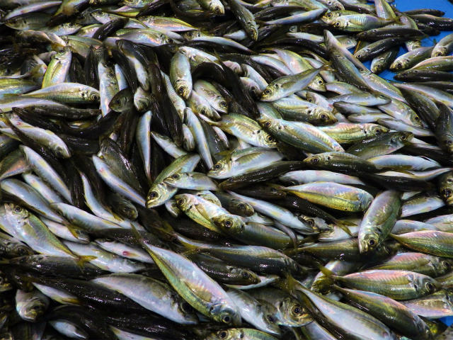 画像に alt 属性が指定されていません。ファイル名: sRIMG7137.jpg