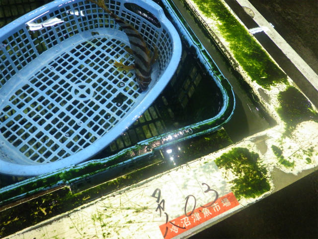 画像に alt 属性が指定されていません。ファイル名: sRIMG0056.jpg