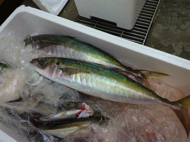 画像に alt 属性が指定されていません。ファイル名: sRIMG9144-1.jpg