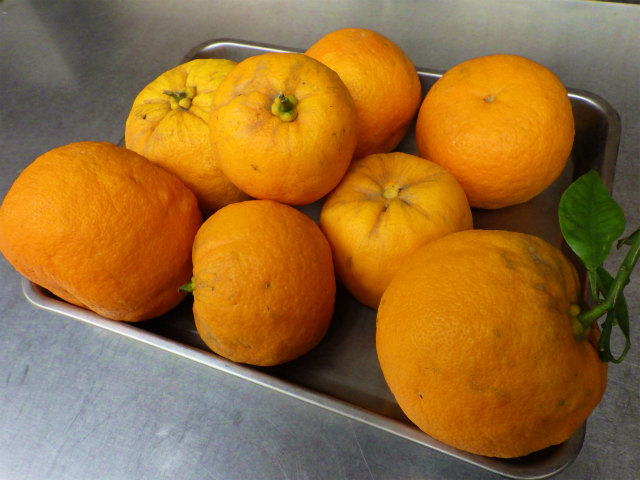 画像に alt 属性が指定されていません。ファイル名: sRIMG9503.jpg